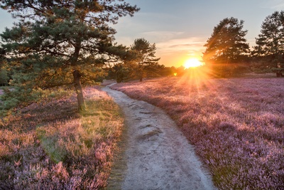 Aftensol over hedelandskabet - Lüneburger Heide i Niedersachsen